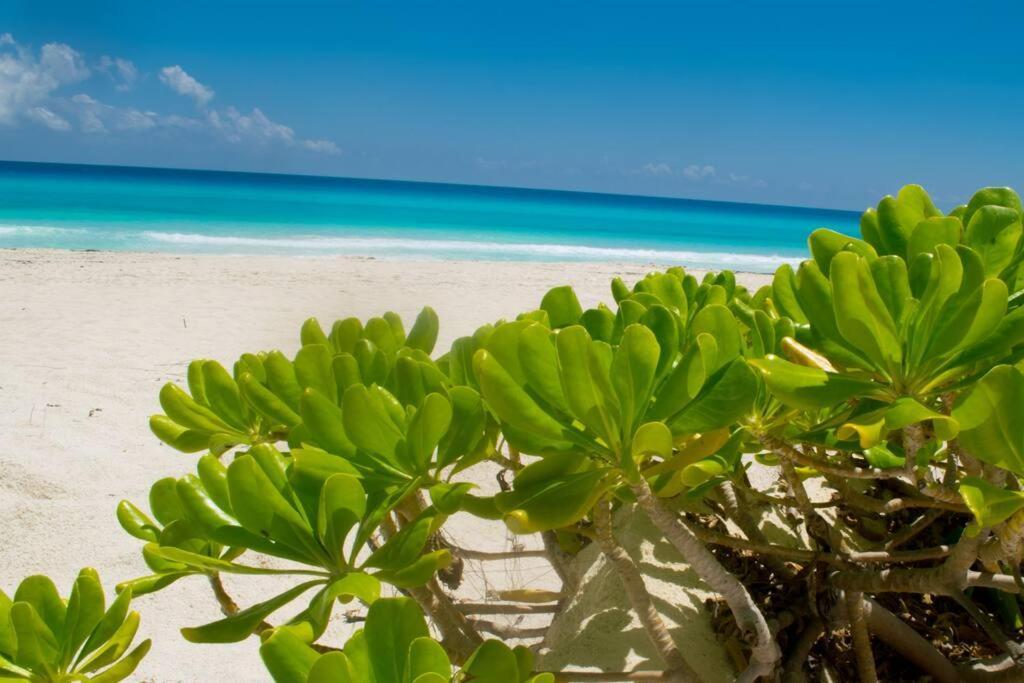 Ocean Front Villa Marlin, Best Location In Hotel Zone #109 Κανκούν Εξωτερικό φωτογραφία